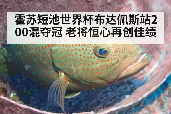 霍苏短池世界杯布达佩斯站200混夺冠 老将恒心再创佳绩(ayx)