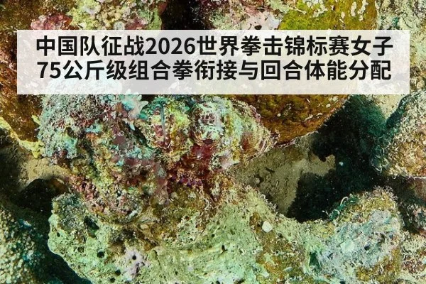 中国队征战2026世界拳击锦标赛女子75公斤级组合拳衔接与回合体能分配（ayx）